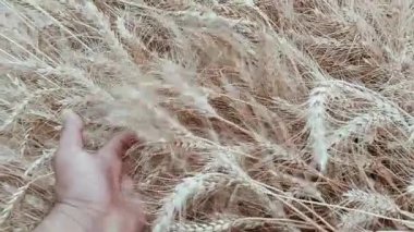Ürün topladıktan sonra tarlada yatan kuru altın buğday ekinlerinin büyüleyici videosu hasat mevsiminin zenginliğini yansıtıyor.