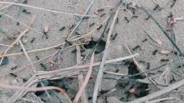 Yuvaları için buğday taneleri toplayan vahşi siyah karıncaların karmaşık aktivitelerini gösteren güzel ve benzersiz bir video klip.