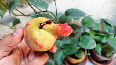 Görüntü bir elin şeftaliyi eşsiz bir şekilde tutuş şeklini gösteriyor, ekstra bir büyüme içeriyor. Şeftali sarıdır, kırmızı benekleri vardır ve belirgin bir 