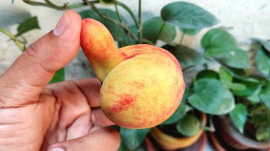 Görüntü bir elin şeftaliyi eşsiz bir şekilde tutuş şeklini gösteriyor, ekstra bir büyüme içeriyor. Şeftali sarıdır, kırmızı benekleri vardır ve belirgin bir 