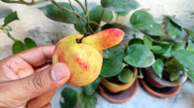 Görüntü bir elin şeftaliyi eşsiz bir şekilde tutuş şeklini gösteriyor, ekstra bir büyüme içeriyor. Şeftali sarıdır, kırmızı benekleri vardır ve belirgin bir 