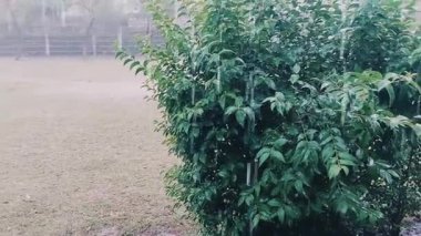 Video, gökten çağlayan yağmurun yemyeşil suları emdiği ve su birikintilerinde dalgalanmalar oluşturduğu bir bahçede sağanak yağış yakalıyor.