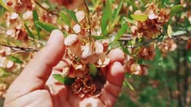 Bir el nazikçe Dodonaea viscosa 'dan gelen kurumuş, açık kahverengi tohumlardan oluşan bir küme oluşturur, canlı yeşil yapraklarla güzel bir tezat oluşturur.