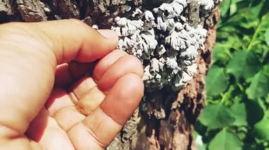 Yakın plan bir video, çatlamış bir ağaç gövdesinde büyüyen kuru mantarları gösteriyor. Bir el pürüzlü, dokulu yüzeye hafifçe dokunuyor ya da dokunuyor.