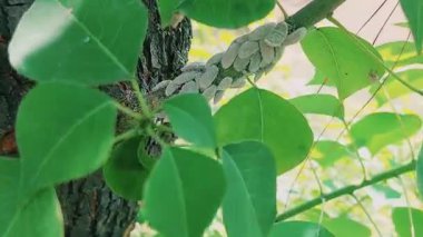 Böcekler, böcekler ya da beyaz tüylü böcekler ağaç dalına birlikte saldırdılar.