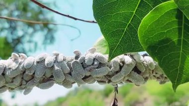 Böcekler, böcekler ya da beyaz tüylü böcekler ağaç dalına birlikte saldırdılar.