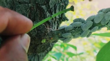Böcekler, böcekler ya da beyaz tüylü böcekler ağaç dalına birlikte saldırdılar.