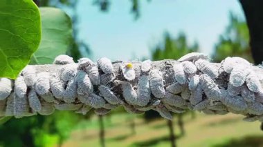 Böcekler, böcekler ya da beyaz tüylü böcekler ağaç dalına birlikte saldırdılar.