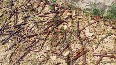 Video, düşen Amaltas (Cassia fistula) tohumlarını bir fırtına sonrasında ağacın altına saçılmış halde yakalar.
