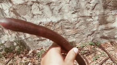 Video, düşen Amaltas (Cassia fistula) tohumlarını bir fırtına sonrasında ağacın altına saçılmış halde yakalar.