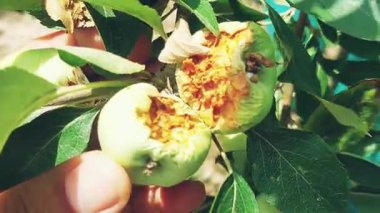 Olgunlaşmamış yeşil elmalar bir dala tutunur. Kuşlar tarafından gagalanır ve hasar görür. Isırık izleri ve açık meyveler gösterir.