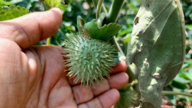 Datura stramonyum bitkisi dikenli, yeşil meyvesini gösterir, genellikle Thornapple, jimsonweed ya da şeytan trompeti olarak bilinir, yüzeyi keskin projeksiyonlarla kaplar.
