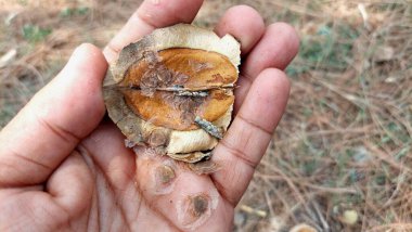 Jacaranda bitkisinin açık tohumları düz, disk benzeri tohumlarını ve karmaşık iç yapısını detaylı bir şekilde gözler önüne seriyor.
