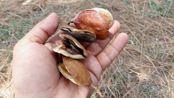 Jacaranda bitkisinin açık tohumları düz, disk benzeri tohumlarını ve karmaşık iç yapısını detaylı bir şekilde gözler önüne seriyor.