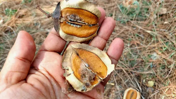 Jacaranda bitkisinin açık tohumları düz, disk benzeri tohumlarını ve karmaşık iç yapısını detaylı bir şekilde gözler önüne seriyor.