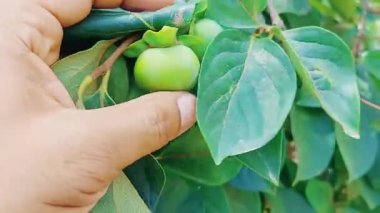 Yakın plan bir video klipte ağaçta asılı taze yeşil Japani Phal (hurma) meyvesi, pürüzsüz, parlak ciltli ve sağlıklı yeşil yapraklarla çevrili, erken büyüme evresini yakalıyor.