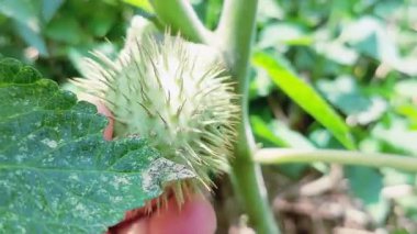 Datura stramonyumu, yaygın olarak Thornapple, jimsonweed ya da şeytan trompeti olarak bilinir. İt üzümü ailesinden, Solanaceae 'den gelen bu zehirli çiçekli bitkinin karmaşık güzelliğini vurgular.