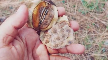 Jacaranda bitkisinin açık tohumları düz, disk benzeri tohumlarını ve karmaşık iç yapısını detaylı bir şekilde gözler önüne seriyor.