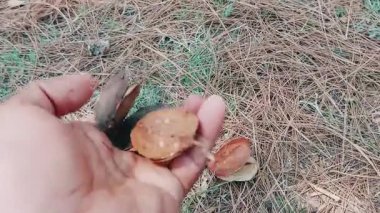 Jacaranda bitkisinin açık tohumları düz, disk benzeri tohumlarını ve karmaşık iç yapısını detaylı bir şekilde gözler önüne seriyor.