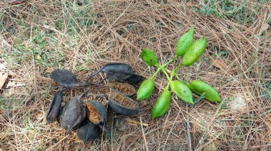 Hem taze yeşil tohumlar hem de Brachychiton populneus ağacının eski koyu kahverengi kabukları. Yeni büyüme ve olgunlaşmış, kurumuş tohum kapsülleri arasındaki zıtlığı yakalamak