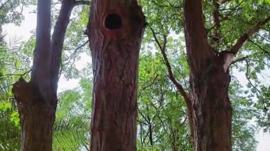 Ağaç gövdesindeki büyük bir deliğin yakın plan görüntüsü, muhtemelen bir kuş oyması, pürüzlü kenarları ve yıpranmış odunlarla iç kısımları ortaya çıkarıyor..