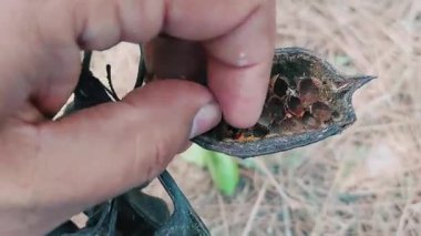 Yakından çekilen bir video, Brachychiton populneus 'un koyu kahverengi odunsu tohumundan dikkatlice çıkarılan küçük bir tohumu yakalar ve pürüzsüz yüzeyi ve doğal şeklini ortaya çıkarır.