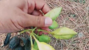 Hem taze yeşil tohumlar hem de Brachychiton populneus ağacının eski koyu kahverengi kabukları. Yeni büyüme ve olgunlaşmış, kurumuş tohum kapsülleri arasındaki zıtlığı yakalamak