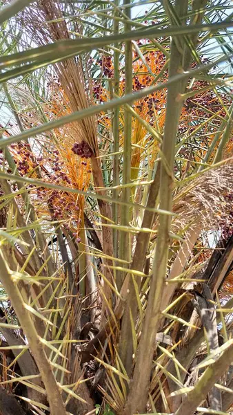 Hurma ağacı, dallarının keskin ve sivri kısımlarıyla birlikte, bitkinin erken meyve verme aşamasını ve doğal savunma özelliklerini vurgulayan küçük, olgunlaşmamış meyve kümelerini gösteriyor.