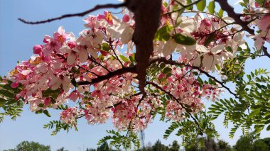 Yaygın olarak Java cassia, pembe duş, elma çiçeği ağacı, gökkuşağı duş ağacı ve Palawan kirazı olarak bilinen Cassia javanica, çiçek açma mevsiminde olağanüstü bir çiçek sergisi oluşturan üst üste gelen pembe ve beyaz çiçek kümelerine hayran kalındı.