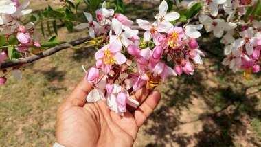 Yaygın olarak Java cassia, pembe duş, elma çiçeği ağacı, gökkuşağı duş ağacı ve Palawan kirazı olarak bilinen Cassia javanica, çiçek açma mevsiminde olağanüstü bir çiçek sergisi oluşturan üst üste gelen pembe ve beyaz çiçek kümelerine hayran kalındı.