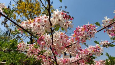 Yaygın olarak Java cassia, pembe duş, elma çiçeği ağacı, gökkuşağı duş ağacı ve Palawan kirazı olarak bilinen Cassia javanica, çiçek açma mevsiminde olağanüstü bir çiçek sergisi oluşturan üst üste gelen pembe ve beyaz çiçek kümelerine hayran kalındı.