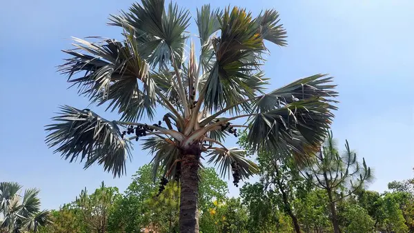 Borassus flabellifer meyvesi (yaygın olarak doub palmiye, palmiye, tala veya tal palmiye, toddy palmiye, lontar palmiye, şarap palmiyesi veya buz elması olarak bilinir) büyük ve sert bir dış kabuk ile yuvarlaktır.
