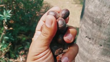Borassus flabellifer meyvesi (yaygın olarak doub palmiye, palmiye, tala veya tal palmiye, toddy palmiye, lontar palmiye, şarap palmiyesi veya buz elması olarak bilinir) büyük ve sert bir dış kabuk ile yuvarlaktır.