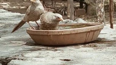 Sıcak bir yaz gününde Punjab 'da, bir Orman Gevreği (Turdoides striata) sıcak bir klozette içerken ve banyo yaparken görülmektedir.