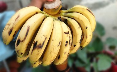 Bir demet olgun muzun güzel manzarası, uzun ve parlak sarı