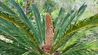 Erkek Cycas revoluta çiçeğinin güzel bir manzarası altın-kahverengi tonuyla geniş, koni şeklindeki yapısını sergiliyor. Bu bitki, Cycadaceae ailesinde bir jimnastik türü.