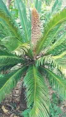 Erkek Cycas revoluta çiçeğinin güzel bir manzarası altın-kahverengi tonuyla geniş, koni şeklindeki yapısını sergiliyor. Bu bitki, Cycadaceae ailesinde bir jimnastik türü.