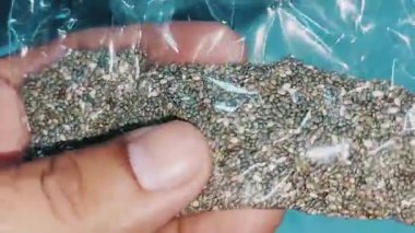 Orijinal organik chia tohumlarının yakın çekim makrosu, onların pürüzsüz yüzeyleri ve siyah, beyaz ve gri renklerin karışımı ile küçük oval şekillerini ortaya çıkararak, doğal dokularını ve saflıklarını ön plana çıkarır.