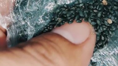 Tukhm-e-Malanga, fesleğen tohumu ya da Sabja tohumu olarak da bilinir, tatlı fesleğen bitkisinden (Ocimum bazilicum) küçük siyah tohumlardır. Suya batırıldıklarında, jelatinimsi bir dokuya dönüşürler ve soğutma özellikleriyle değerlenirler.