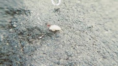 Küçük bir karıncanın, büyük bir roti parçasını taşıdığı ve sürüklediği görülmektedir. Yerlerde dolaşırken etkileyici gücünü ve kararlılığını sergilemektedir.