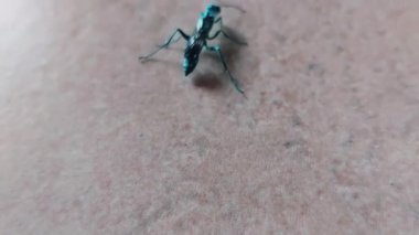 Kuzey Amerika 'nın en yaygın mavi çamuru olan Chalybion californicum, ince gövdesini ve çarpıcı metalik mavi rengini sergiliyor, eşekarısının parlak ve parlak görünümünü vurguluyor.