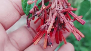 Hamelia patens çiçekleri, Rubiaceae ailesinde her daim yeşil bir çalılık ya da küçük bir ağaç, kırmızı-turuncu tonlarında canlı tüpler açar, parlak renkleri ve nektarlarıyla polen taşıyıcıları çeker.
