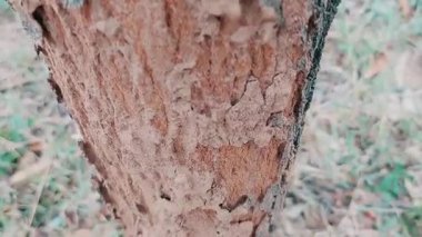 Dış kabuğu görünür bir şekilde hasar görmüş ve termitler tarafından yenmiş bir ağaç gövdesi kabuktaki pürüzlü, oyuk dokuları ve istila işaretlerini ortaya çıkarıyor.