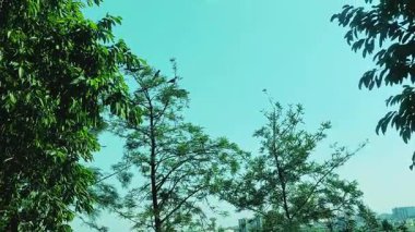 Bir grup karga kuşunun bir ağacın etrafında toplanıp uçtuğu ve dallar arasında kanat çırpan ve aktif hareketlerle dinamik bir sahne oluşturduğu görülüyor.
