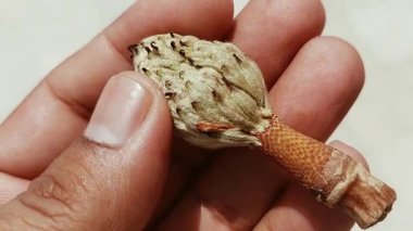 Kuru ve gelişmemiş manolya tohumu kabukları kabataslak dış yüzeyi ve iç kesitleri ortaya çıkarır, tohum odalarını açıkça gösterir, bazıları boş veya kısmen oluşmuş