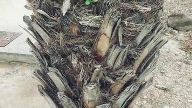 Phoenix Paludosa 'nın gövdesinde yeni bir bitkinin yetiştiği görülmektedir.