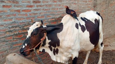Siyah benekli beyaz bir inek başının etrafında bir halatla sakince durur, koyu kahverengi bir tavuk ise sırtına tüneyerek büyüleyici bir kırsal manzara oluşturur.