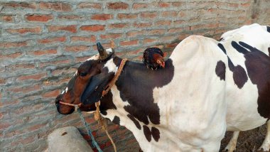 Siyah benekli beyaz bir inek başının etrafında bir halatla sakince durur, koyu kahverengi bir tavuk ise sırtına tüneyerek büyüleyici bir kırsal manzara oluşturur.