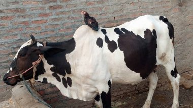 Siyah benekli beyaz bir inek başının etrafında bir halatla sakince durur, koyu kahverengi bir tavuk ise sırtına tüneyerek büyüleyici bir kırsal manzara oluşturur.