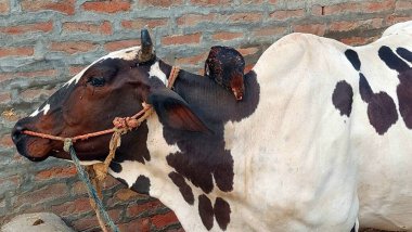 Siyah benekli beyaz bir inek başının etrafında bir halatla sakince durur, koyu kahverengi bir tavuk ise sırtına tüneyerek büyüleyici bir kırsal manzara oluşturur.